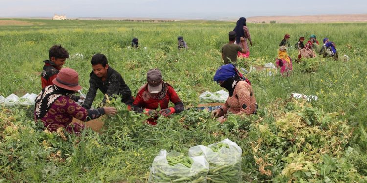 اتحاد الكادحين في قامشلو.. جهود حثيثة لضمان حقوق العاملات ومواجهة التمييز في سوق العمل