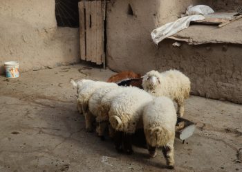 مربو الماشية في منطقة آليان يطالبون النظر في حالِ الثروة الحيوانية وتقديم الدعم الكافي