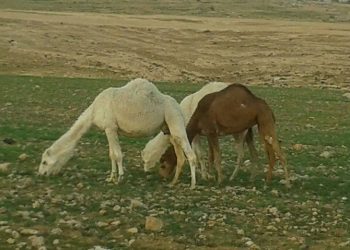 الطقوس المرتبطة بالمطر في التراث البدوي ـ2ـ