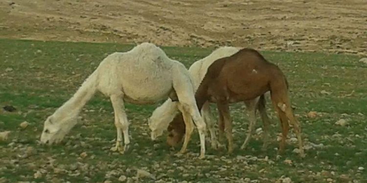 الطقوس المرتبطة بالمطر في التراث البدوي ـ2ـ