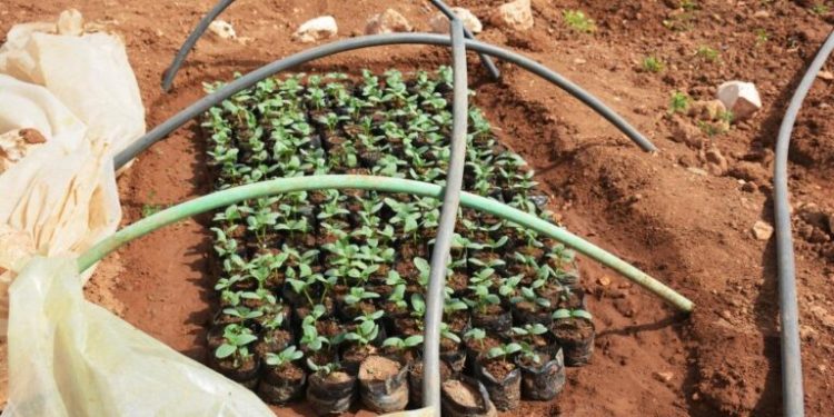 بدء زراعة الخضروات الصيفية في مقاطعة الفرات
