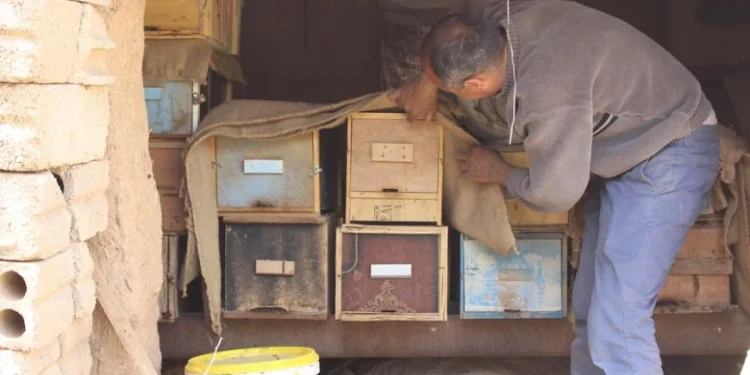 بطرق بدائية.. يتخذ مواطن تربية النحل مصدراً لرزقه رغم الصعوبات