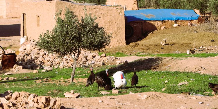 عدسة العدد2075 من صحيفة روناهي
