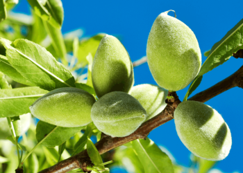 فوائد اللوز الأخضر.. تعرّف عليها