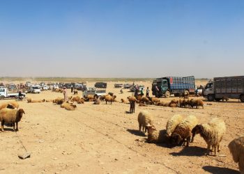 مربو الماشية بعين عيسى وكري سبي يناشدون الجهات المعنيّة بتوفير مواد الدعم لماشيتهم