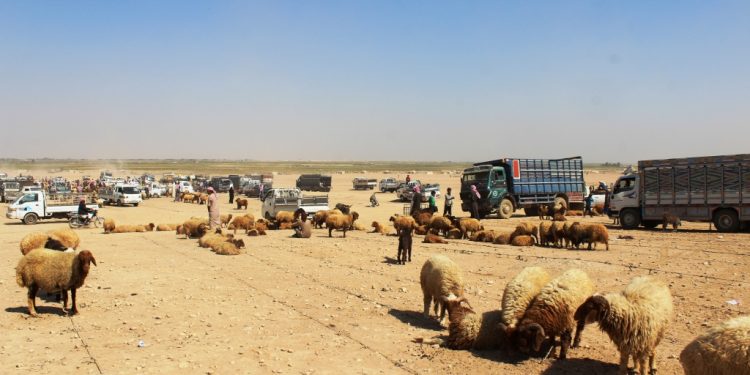مربو الماشية بعين عيسى وكري سبي يناشدون الجهات المعنيّة بتوفير مواد الدعم لماشيتهم