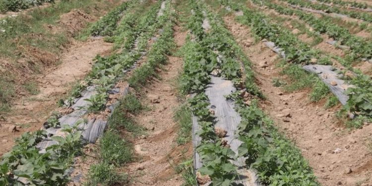 إنتاج الخضروات المحلية ينعش الأسواق ويخفّض الأسعار