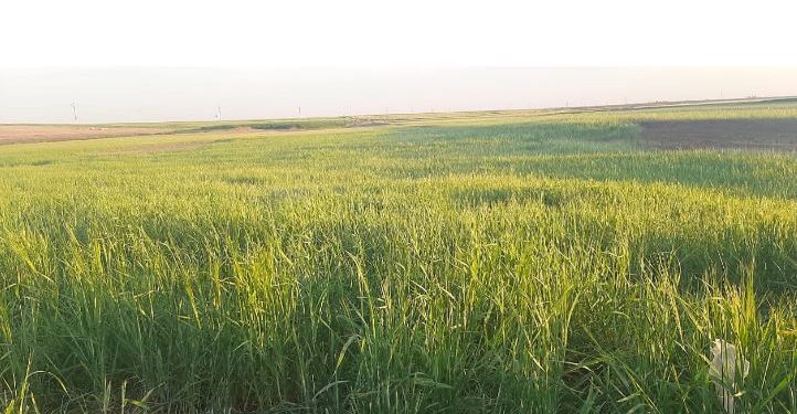 إجراءات وتدابير لضمان استلام محصول القمح من المزارعين