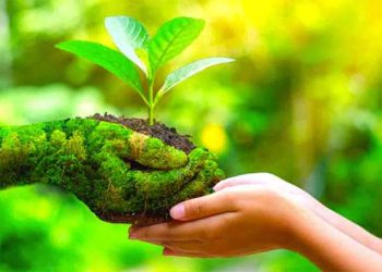 النباتات الصحية… المفتاح الأخضر للحياة المستدامة