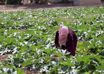 جني محاصيل صيفية مبكرة في ريف الرقة