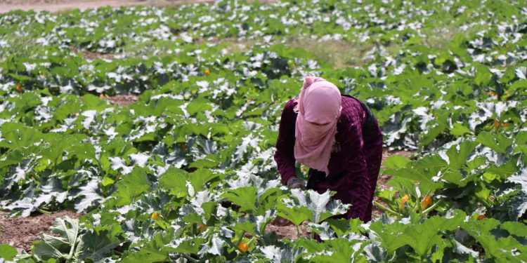 جني محاصيل صيفية مبكرة في ريف الرقة