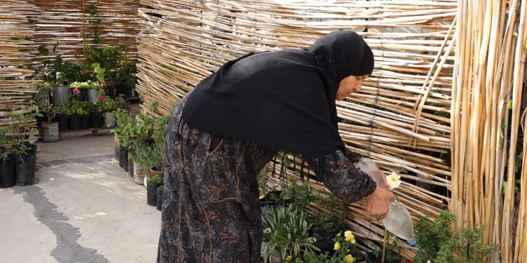 سطح بيت متواضع أصبح مشروعا زراعيا لامرأة نشيطة