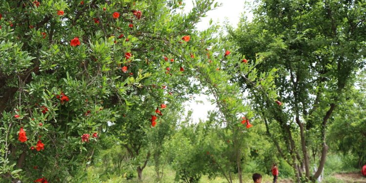 “إنسام العلي”.. قصة حب الأرض وكفاح امرأة بين الشجر والثمر