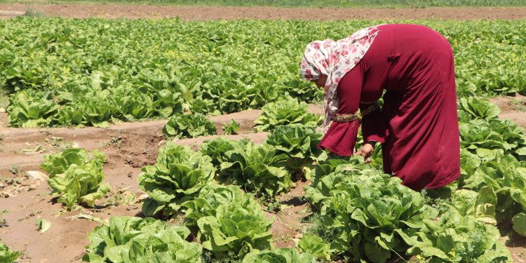 عاملات من كوباني: عمل المرأة هو العمل الأكثر قداسة رغم الصعوبات