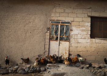 عدسة العدد 2098 من صحيفة روناهي