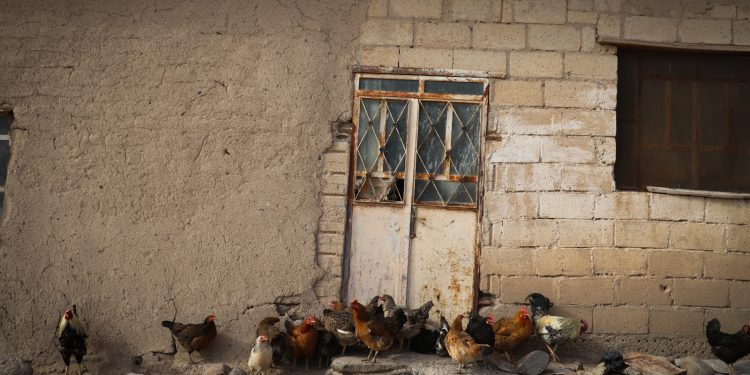 عدسة العدد 2098 من صحيفة روناهي