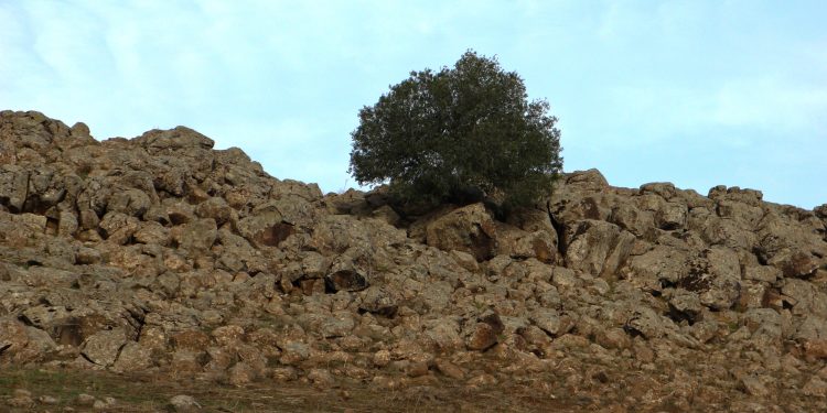 عدسة العدد 2108 من صحيفة روناهي