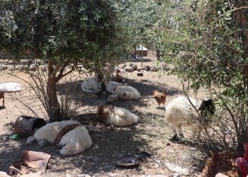 عدسة العدد 2114 من صحيفة روناهي