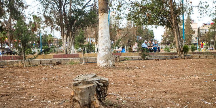 الحديقة العامة بقامشلو… هذه الأشجار بأي ذنب قطعت..؟!