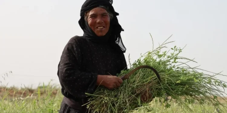 منجل وغرسة يكتبان قصة امرأة صبورة