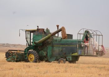 موسم الحصاد في الحسكة بين الأمل والتكاليف الباهظة