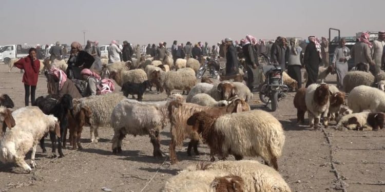 أسواق المواشي في دير الزور تنتعش بالأضاحي قبيل العيد…انخفاض في الأسعار وإقبال على الشراء