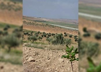 الاحتلال التركي يستهدف مزارعي كوباني