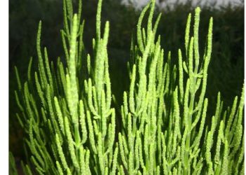 الساليكورنيا Salicornia نبات المستقبل لاستصلاح الترب المالحة
