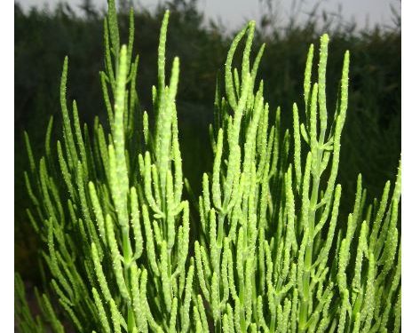 الساليكورنيا Salicornia نبات المستقبل لاستصلاح الترب المالحة