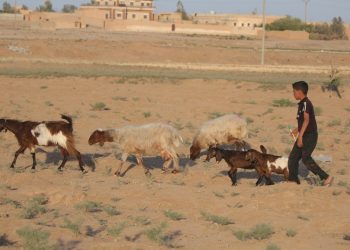 الجفاف في جنوب الحسكة.. مربو الماشية على حافة الانهيار