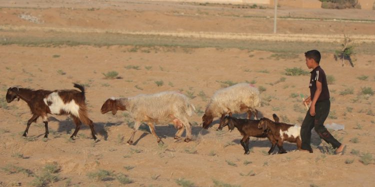 الجفاف في جنوب الحسكة.. مربو الماشية على حافة الانهيار