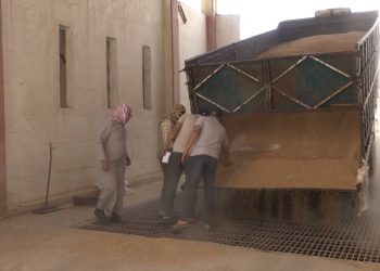 استمرار استلام محصول القمح في دير الزور رغم ضعف الإنتاج