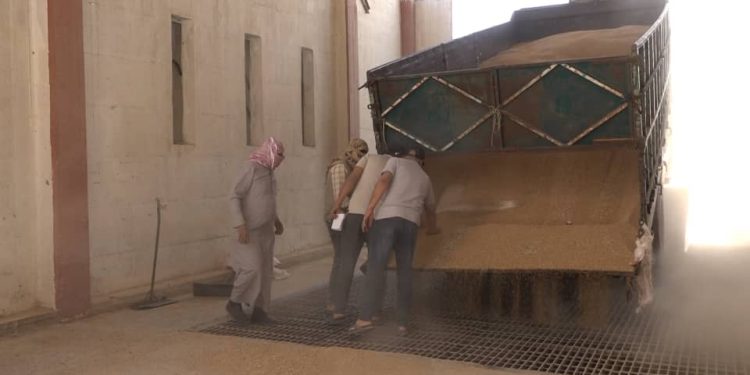 استمرار استلام محصول القمح في دير الزور رغم ضعف الإنتاج
