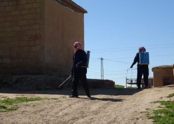 انتشار الحشرات الضارة في مدينة تل حميس وطرق مكافحتها