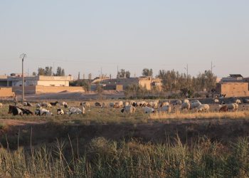 عدسة العدد 1356 – 2144 من صحيفة روناهي