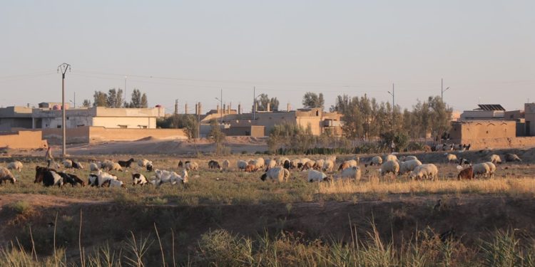 عدسة العدد 1356 – 2144 من صحيفة روناهي