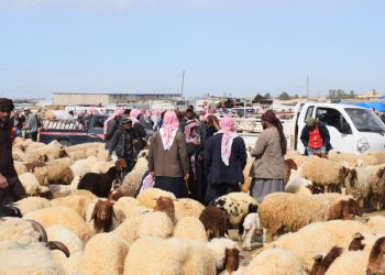 جنوب الحسكة يواجه ركوداً حاداً في سوق المواشي مع اقتراب عيد الأضحى.. انهيار الطلب وتفاقم الأعباء الإنتاجية