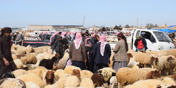 جنوب الحسكة يواجه ركوداً حاداً في سوق المواشي مع اقتراب عيد الأضحى.. انهيار الطلب وتفاقم الأعباء الإنتاجية