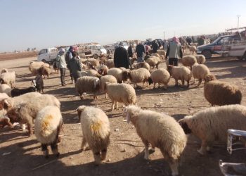ركود عام في علوة “الأغنام” بمدينة تل حميس وريفها الجنوبي