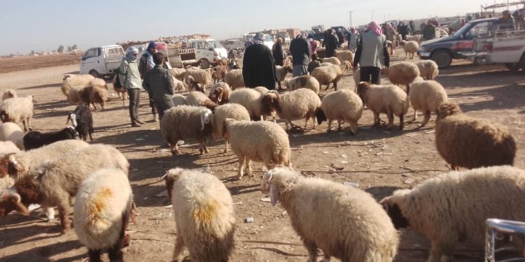 ركود عام في علوة “الأغنام” بمدينة تل حميس وريفها الجنوبي