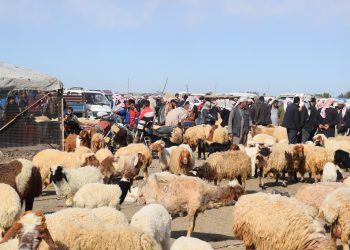الحدادية.. بلدة الخابور الضاربة في جذور التاريخ