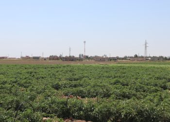 نقلة نوعية في دعم الزراعة.. طاقة شمسية ومازوت للمزارعين في الجزيرة