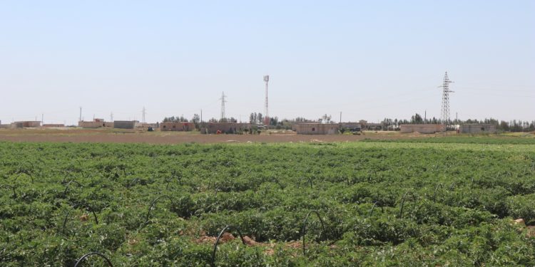 نقلة نوعية في دعم الزراعة.. طاقة شمسية ومازوت للمزارعين في الجزيرة
