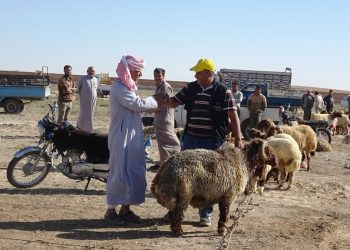 افتتاح “السوق الشعبي” في عين عيسى… ذكريات مكانية جميلة تُستعاد…!