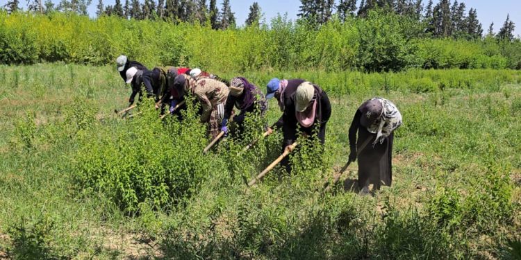 العاملات في الأراضي الزراعية بدير الزور.. مجهود كبير وتفاوت في الأجور