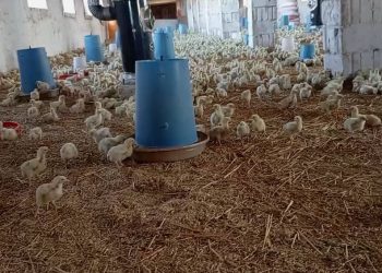 المداجن.. خطوة نحو تقليل البطالة في المنطقة وتحفيز الحركة الاقتصادية