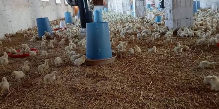 المداجن.. خطوة نحو تقليل البطالة في المنطقة وتحفيز الحركة الاقتصادية