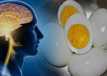 دراسات تكشف أفضل وجبة خفيفة لتعزيز وظائف الدماغ والذاكرة
