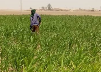 زراعة الذرة وانتشارها الواسع في ريف مدينة تل حميس