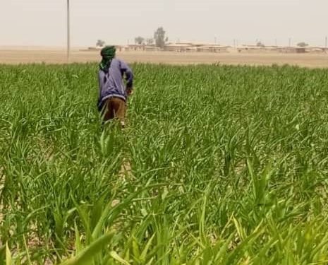 زراعة الذرة وانتشارها الواسع في ريف مدينة تل حميس
